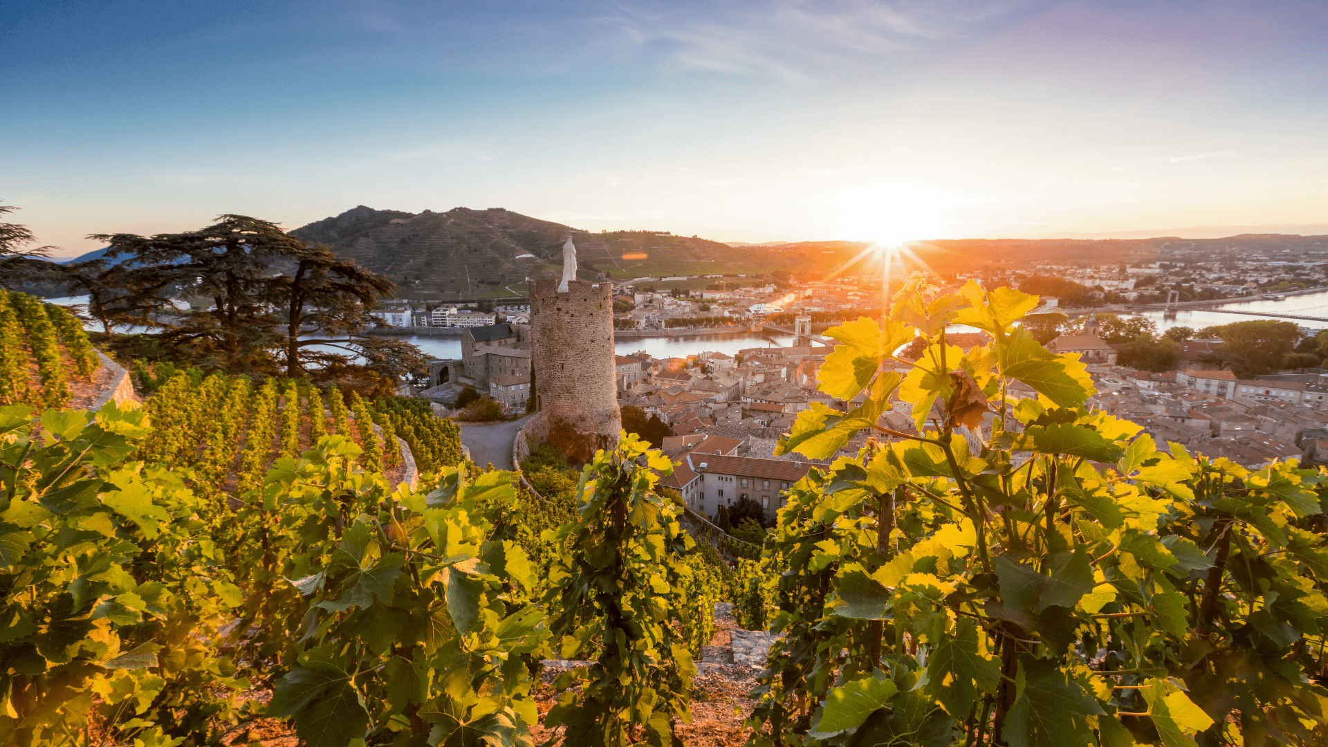 Vignoble de Tournon-sur-Rhone au coucher de soleil