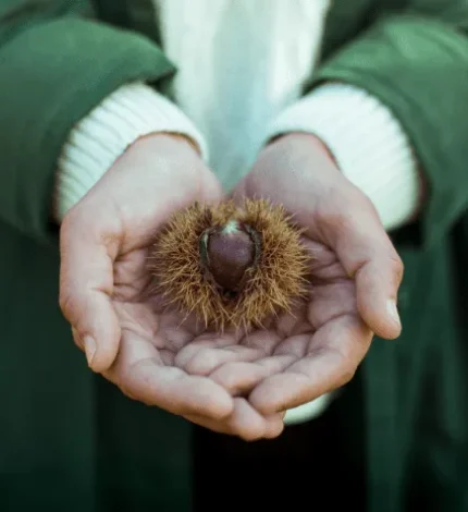 Bogue de châtaigne dans les mains, en automne